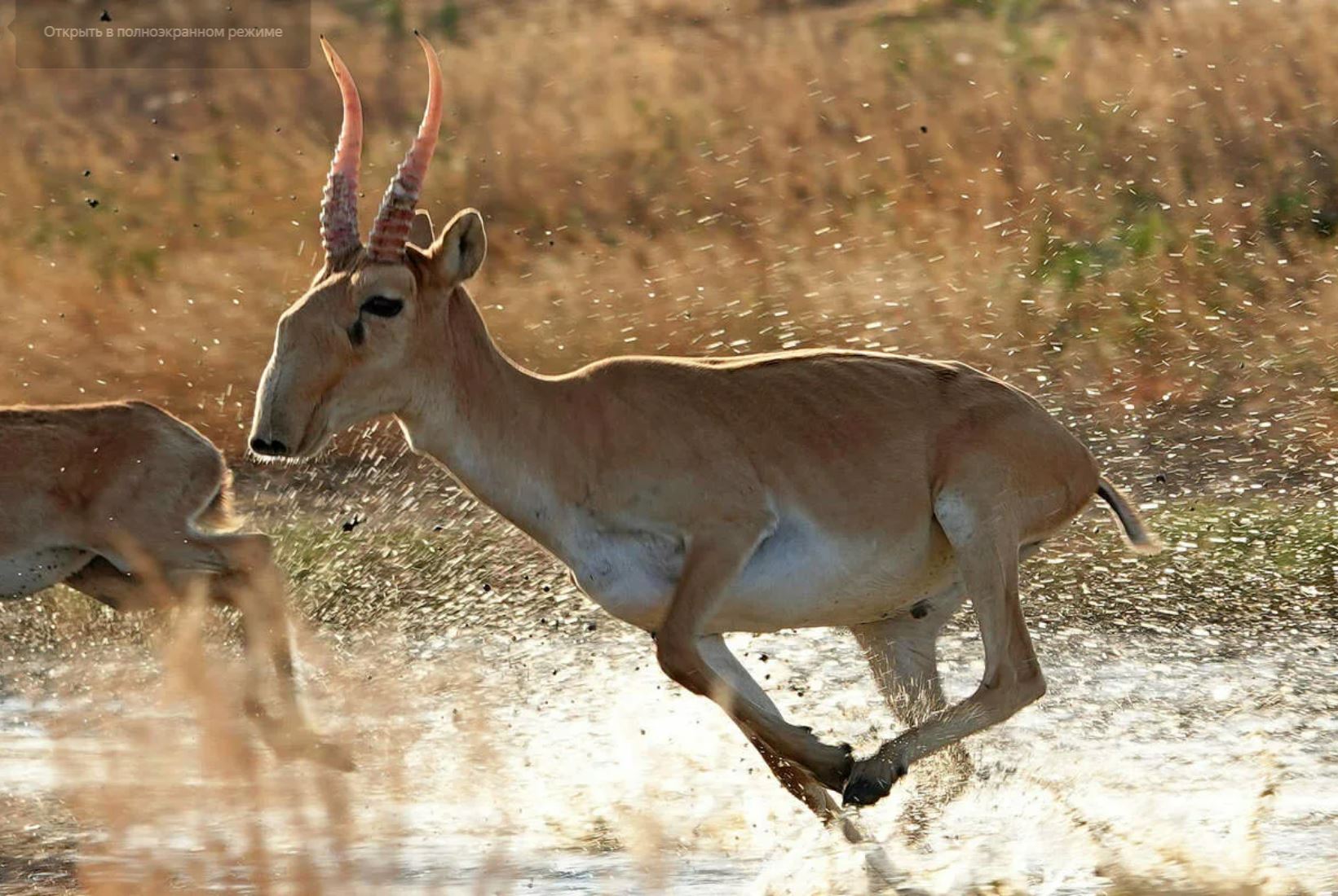 كيىكتىڭ كيەسى بار, جەردىڭ يەسى بار