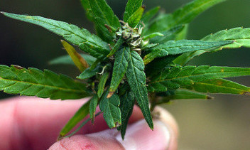 تۇركىستان وبلىسىندا سورا وسىرگەن تۇرعىن انىقتالدى