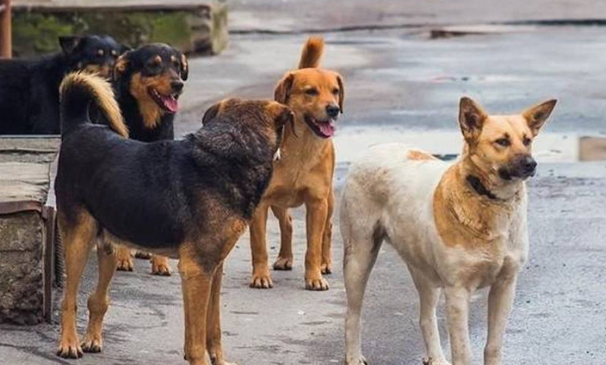 اقتوبەدە قۇتىرعان يتتەردى اۋلاۋعا 41 ملن تەڭگە ءبولىندى