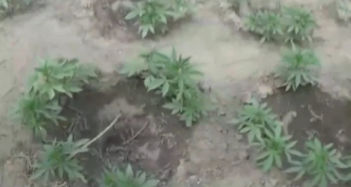 قىزىلوردالىق پوليتسەيلەر ءىرى ەسىرتكى القابىن انىقتادى