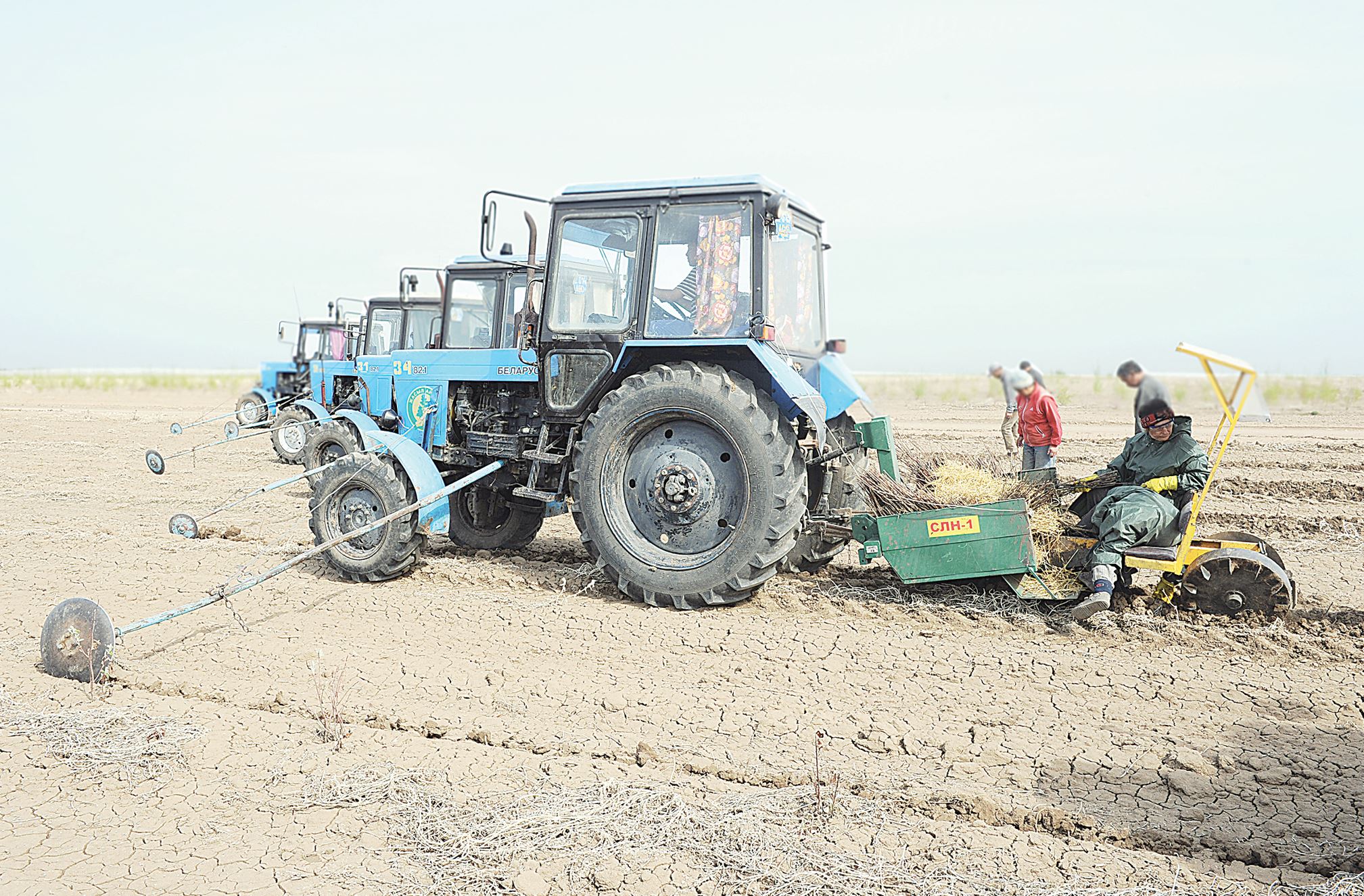 200 ميلليون ءتۇپ كوشەت ەگىلەدى