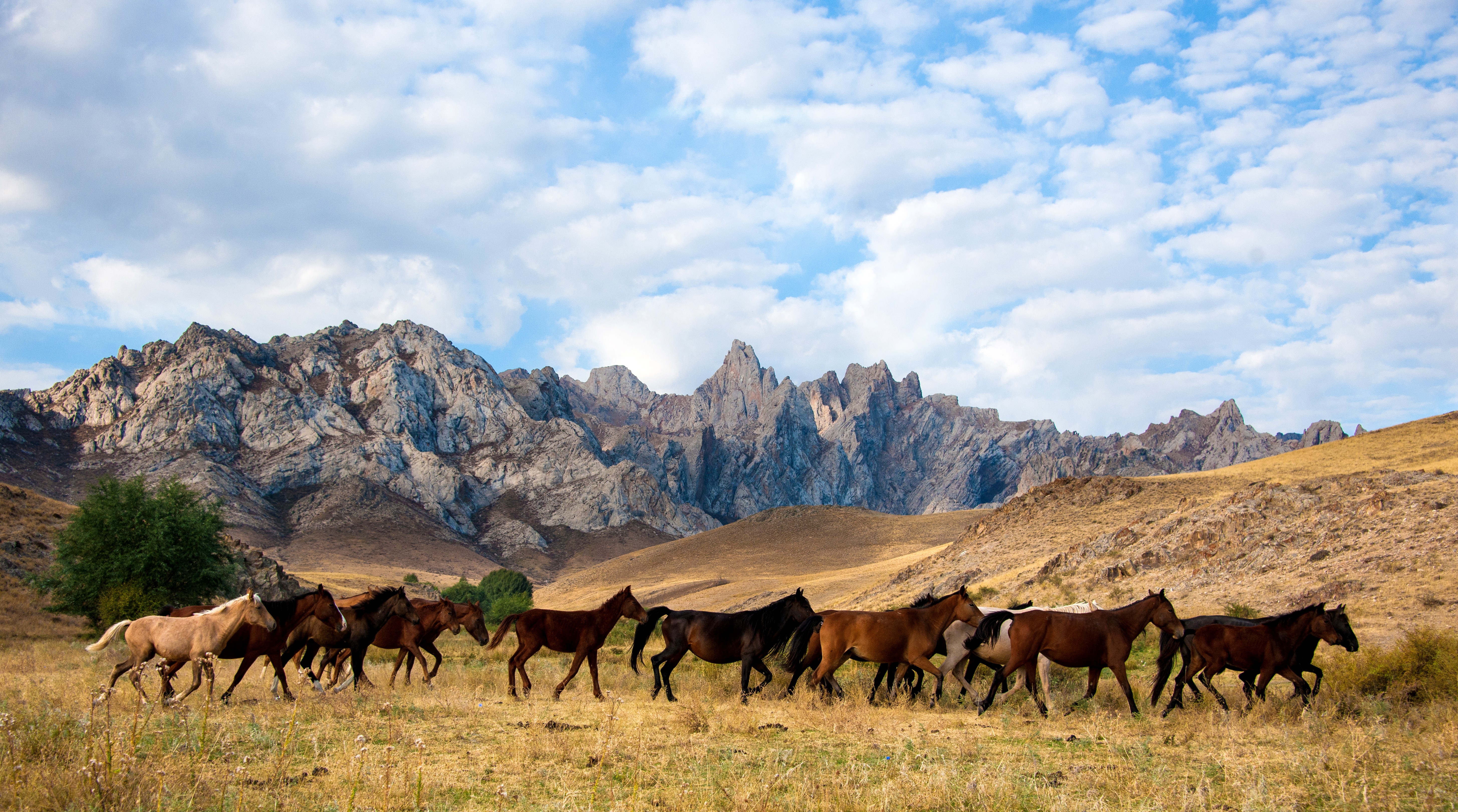 جەر اڭساعان جىلقىلار
