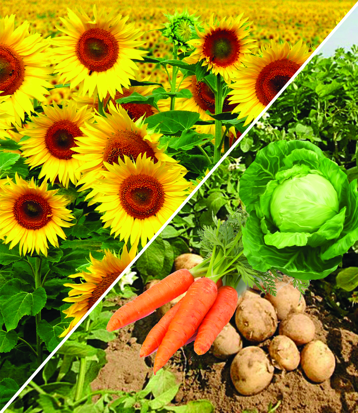 مول ونىمنەن ءۇمىتتى