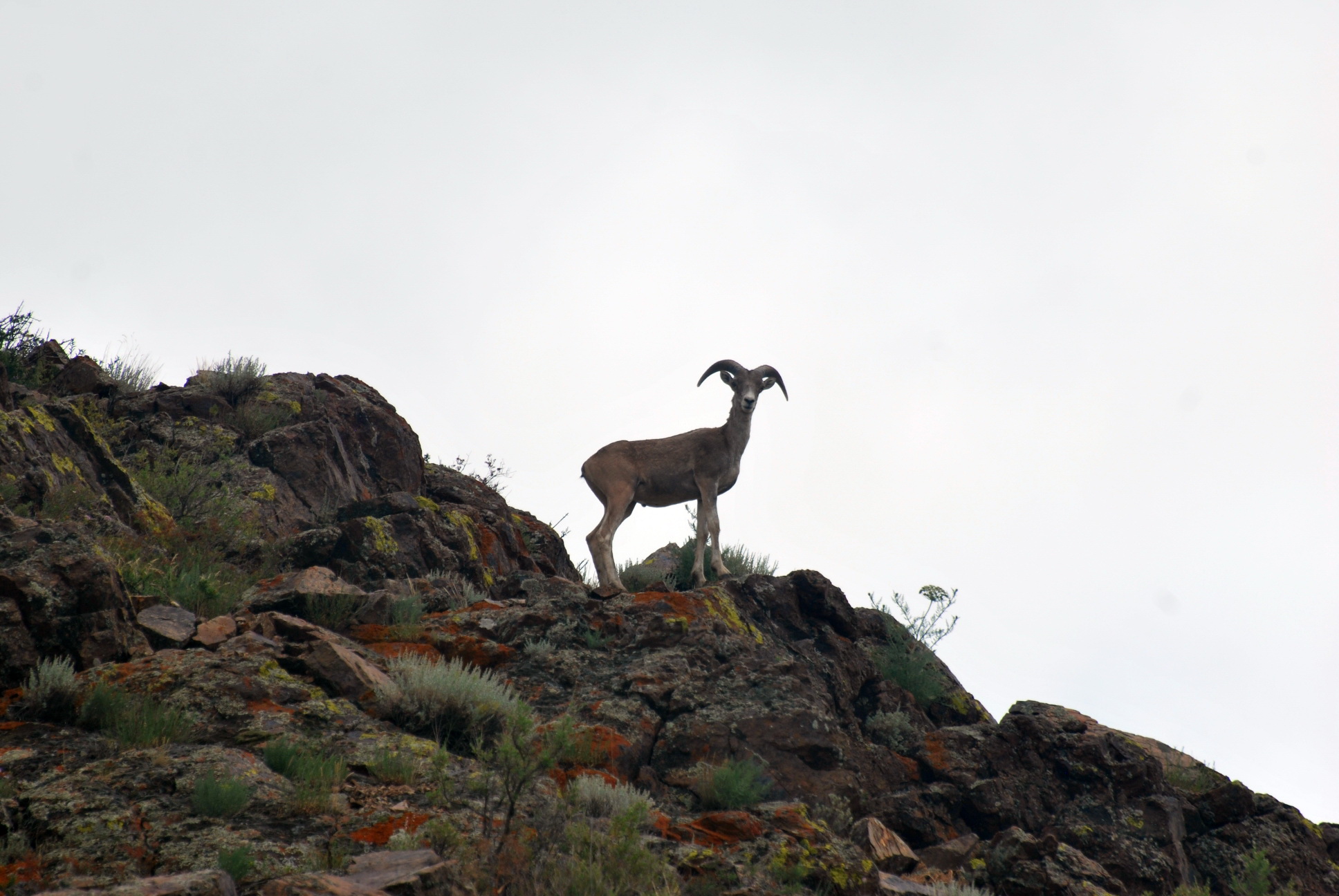 قاراباستان اۋمايدى ارقار ەندى...