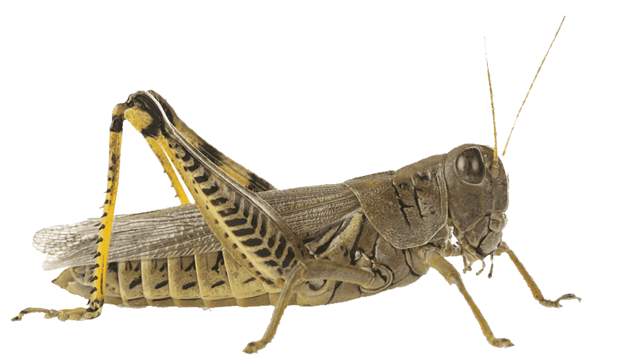 شەگىرتكەگە قارسى كۇرەس باستالدى