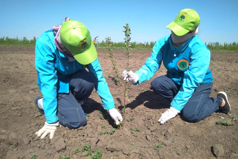 «جاسىل ەلگە» – 138 ملن تەڭگە