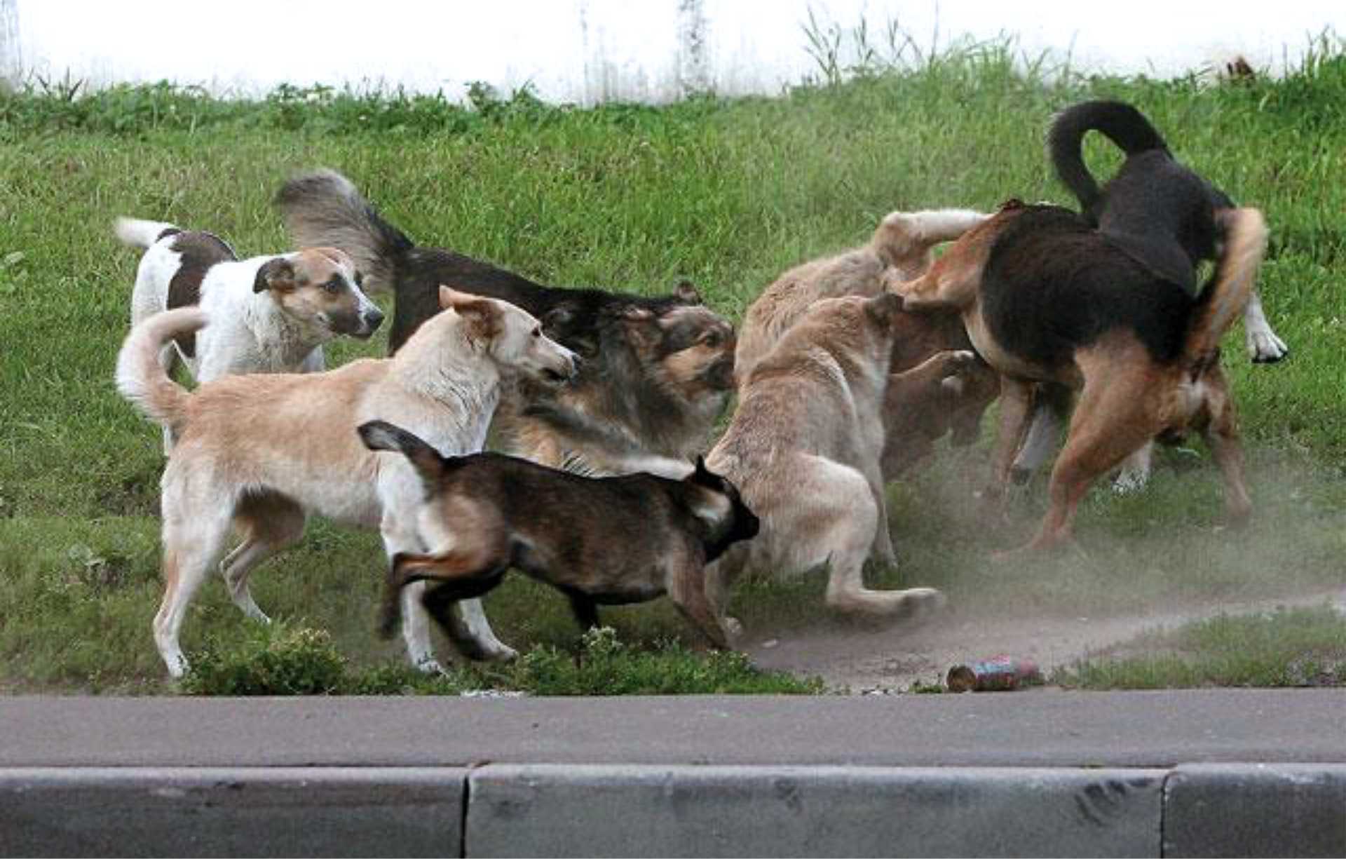 قاڭعىباس يتتەن قاۋىپ كوپ