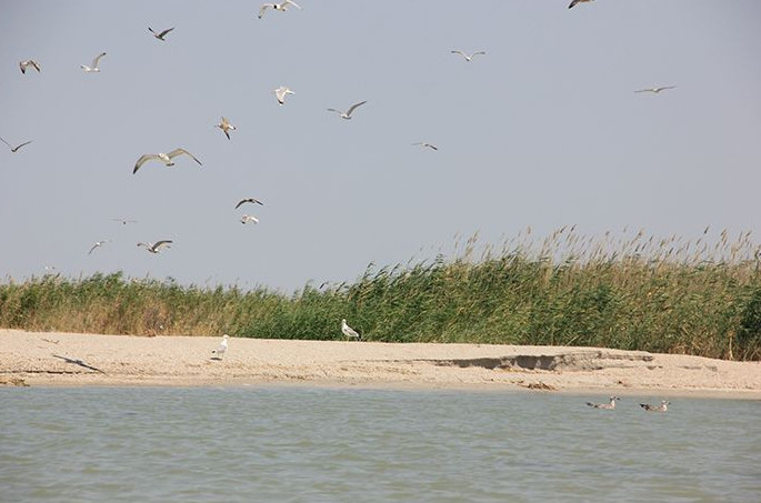 «اقجايىق» رەزەرۆاتىندا قۇستاردىڭ ولەكسەسى تابىلدى