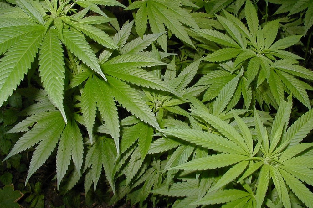 قىزىلوردادا سورا وسىمدىگىن وسىرگەن ەكى تۇرعىن ۇستالدى