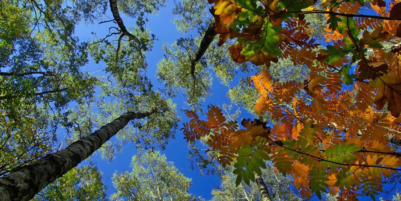 جۇپسىز كوبەلەكتىڭ «جورىعى»