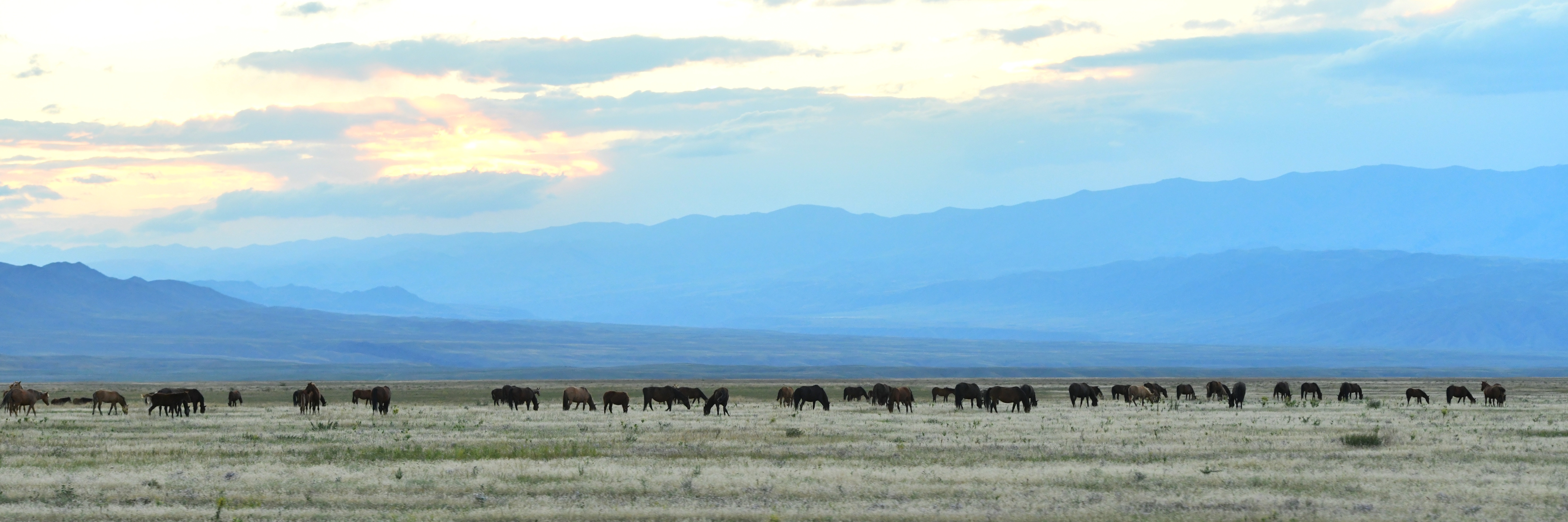 44 مىڭ گەكتار جايىلىم قايتارىلدى