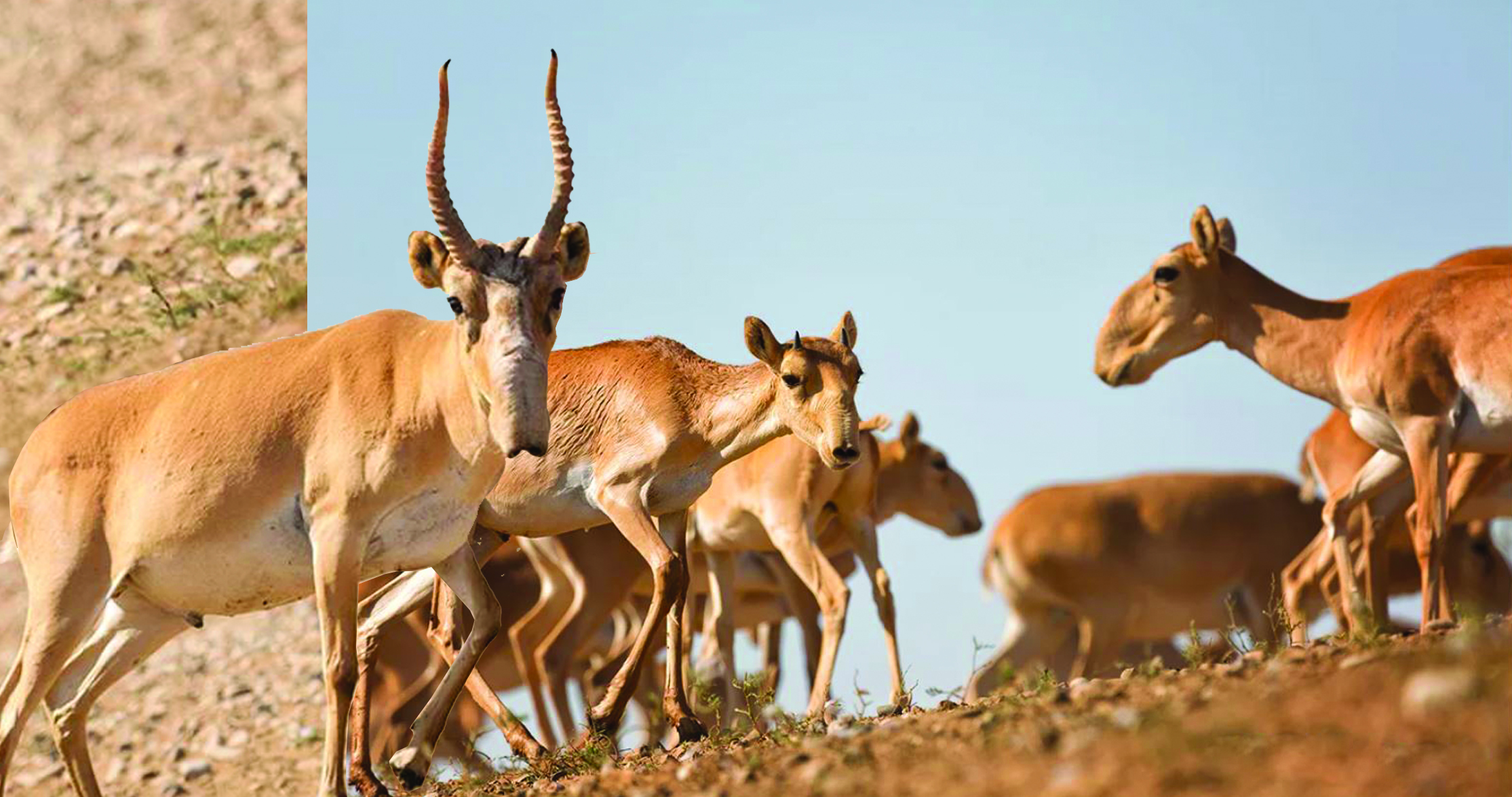 كيىك سانىن ءتيىمدى رەتتەۋ كۇردەلى عىلىمي-زەرتتەۋدى قاجەت ەتەدى