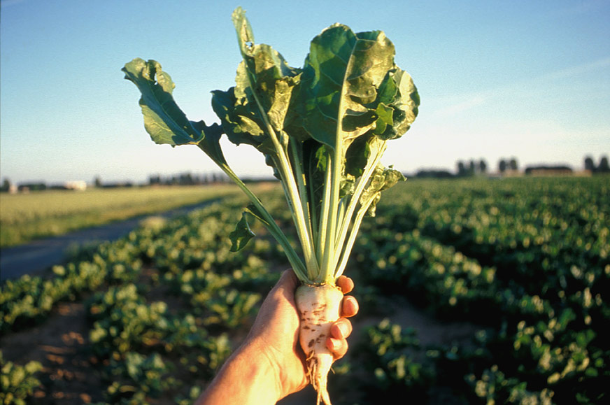 قىزىلشا ءوسىرۋدىڭ قىزىعىن كورە الماي وتىر