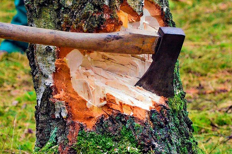 قاراعايدى نەگە كەستى؟