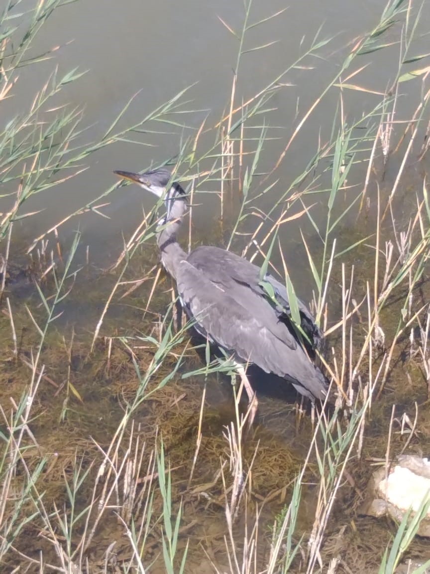 كوشە كەزگەن كوكقۇتان