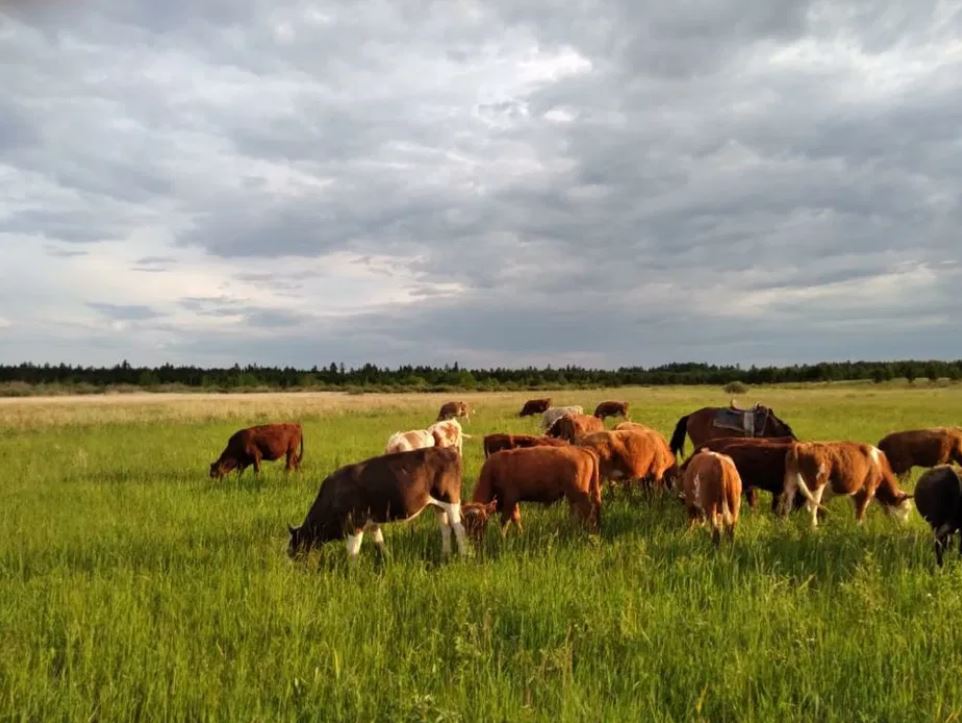جەرى باردىڭ مالى جوق, مالى باردىڭ جەرى جوق...