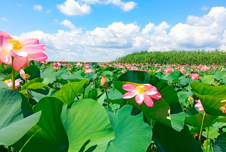 سۋ ۇستىندە لوتوس گۇلدەدى