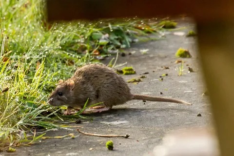 كەمىرگىشتەن كەلەر كەسەل كوپ