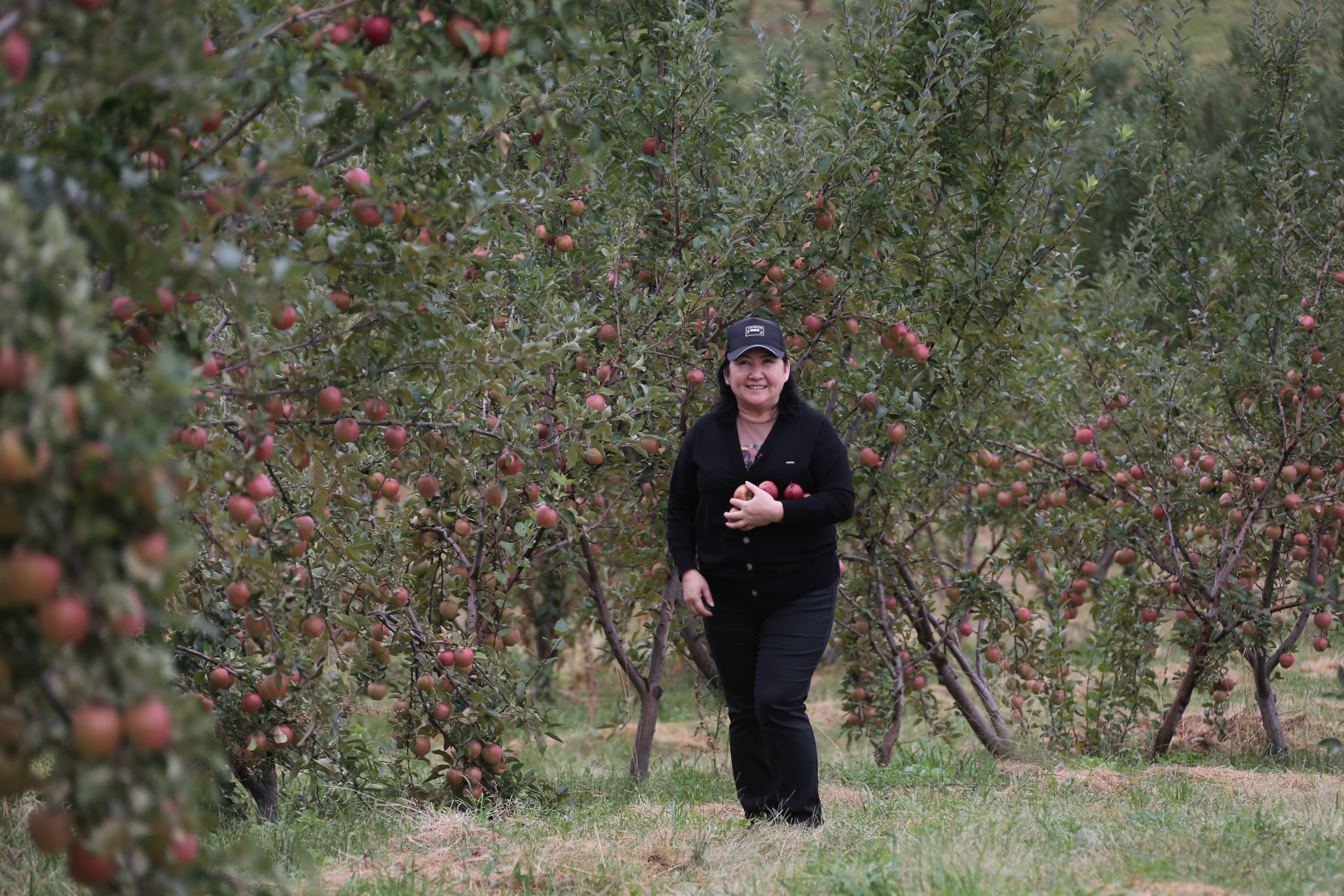 المانىڭ اتاسى: جەتىسۋ سيۆەرسىنىڭ جايى قانداي؟