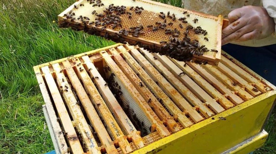 «تەkتاu»-دىڭ بالى تانىمال