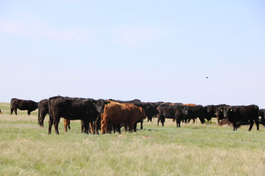 جەر يەسىن تاپسا...