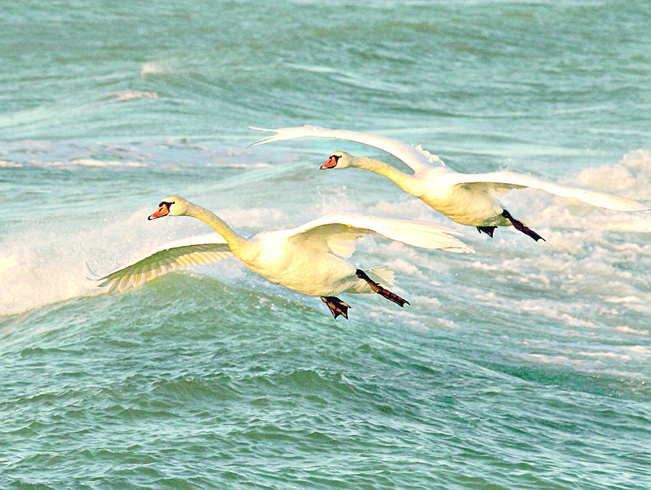 اققۋلاردى بيلەتكەن كۇي
