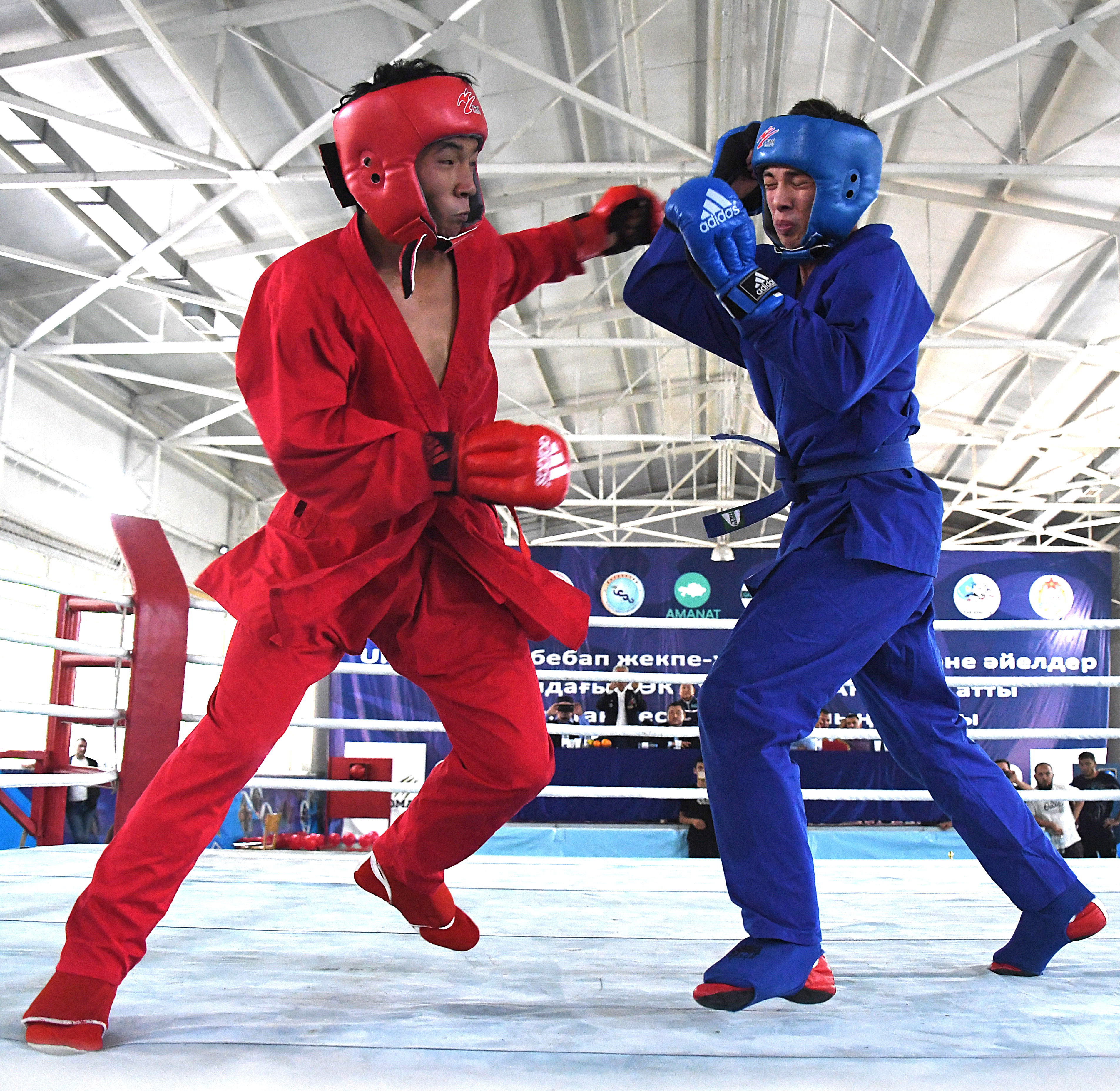 كوك تۇرىك تارلاندارى