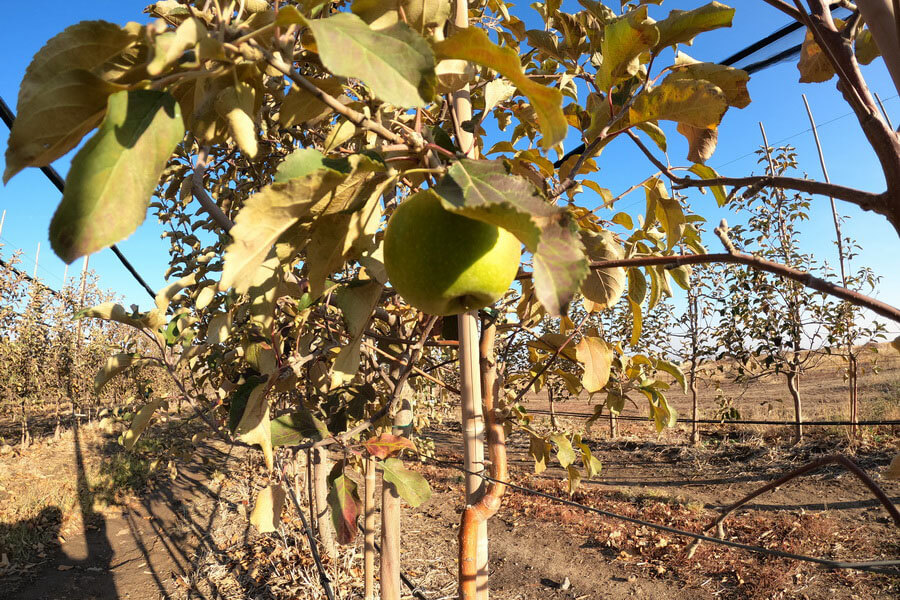 اگروالەۋەتتى ارتتىرۋ ماڭىزدى