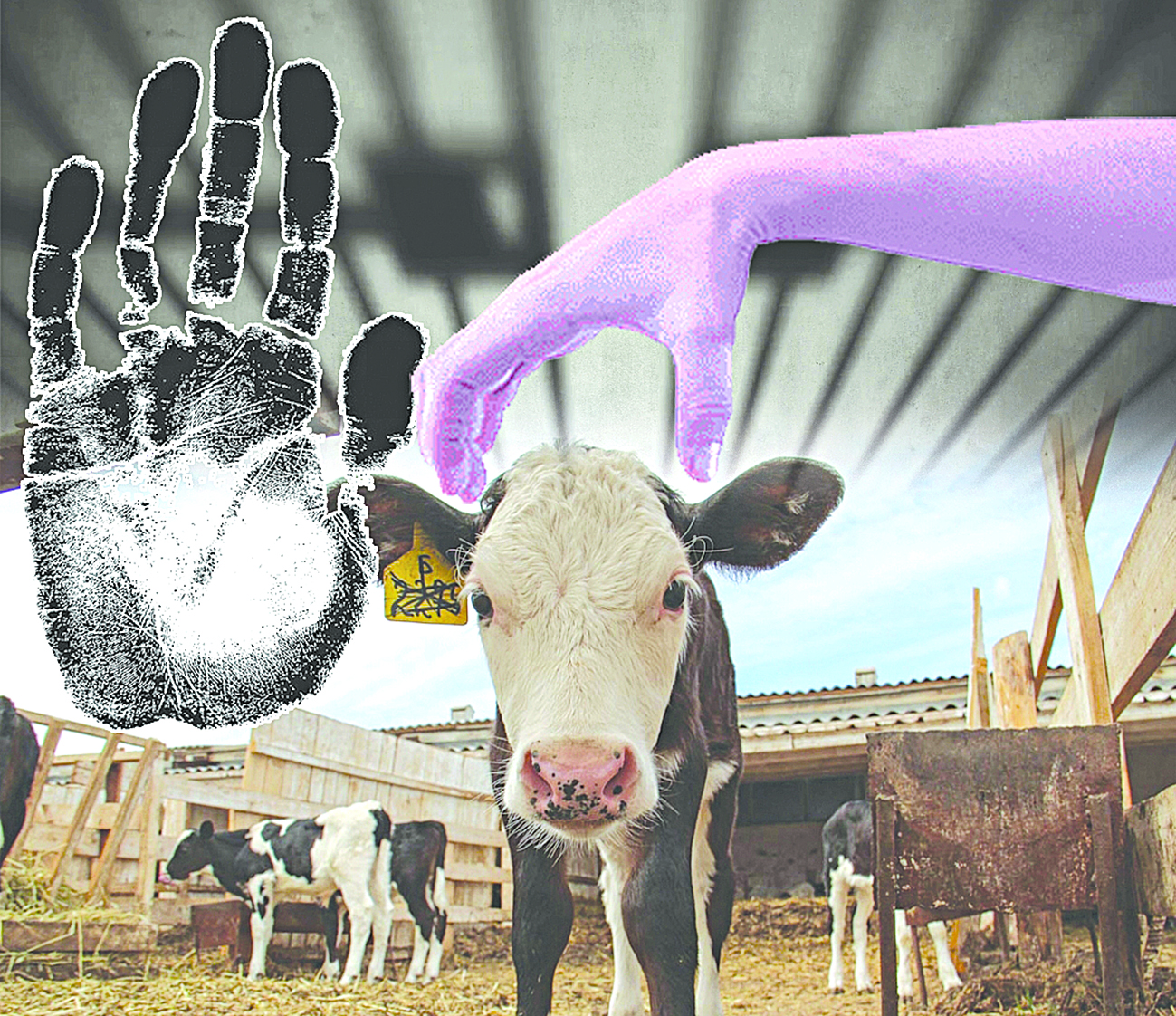 باقتاشى جوق, ۇرىنىڭ قارنى توق