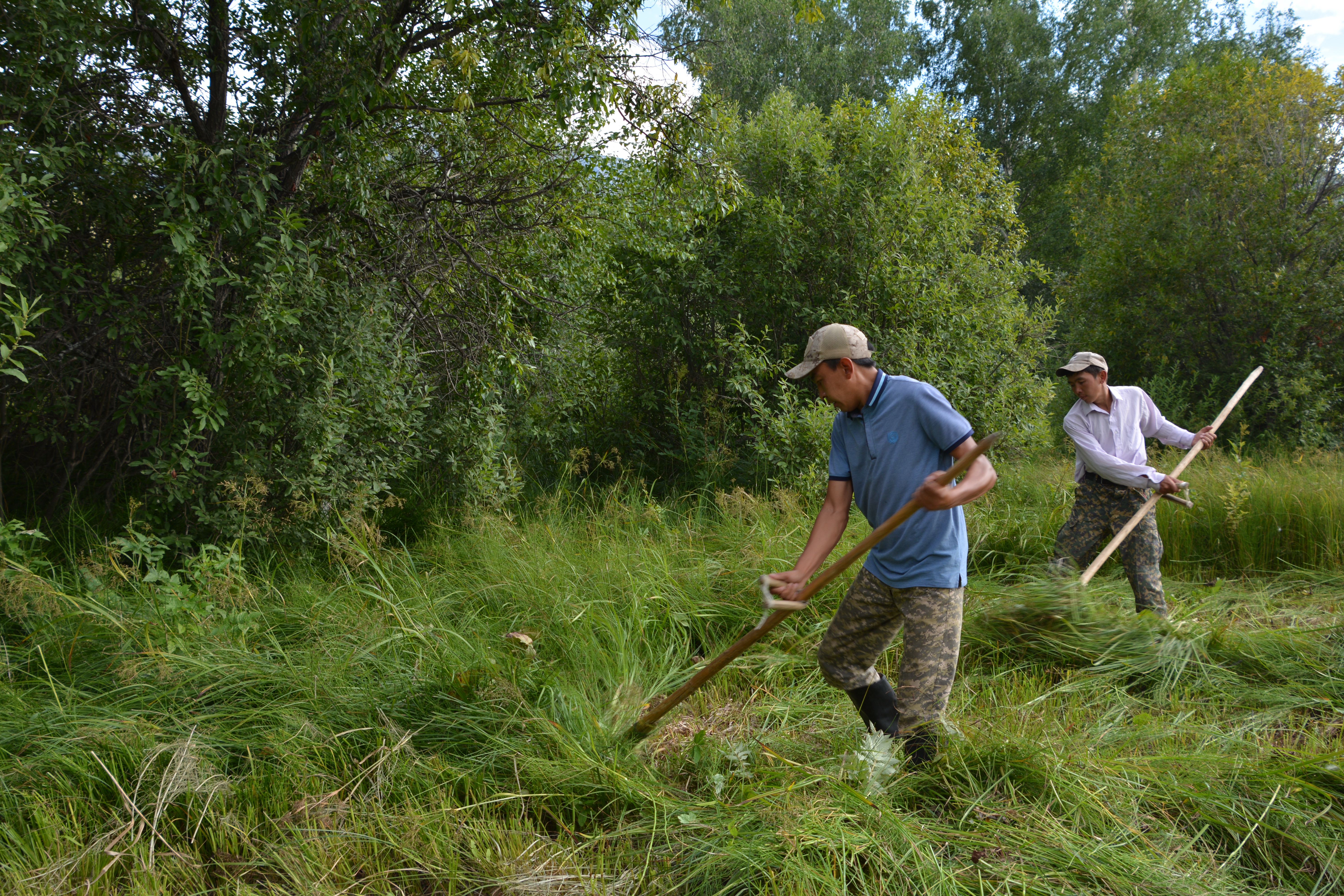 شابىندىقتا ءشوپ سەلدىر