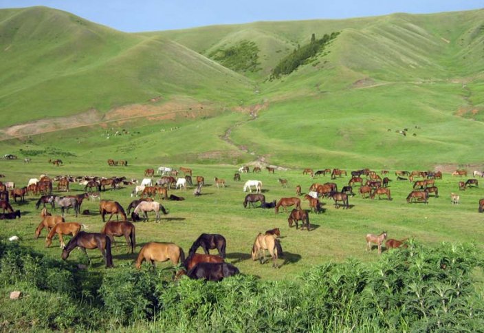 جۇرتتىڭ جانايقايى – جايىلىم جايى