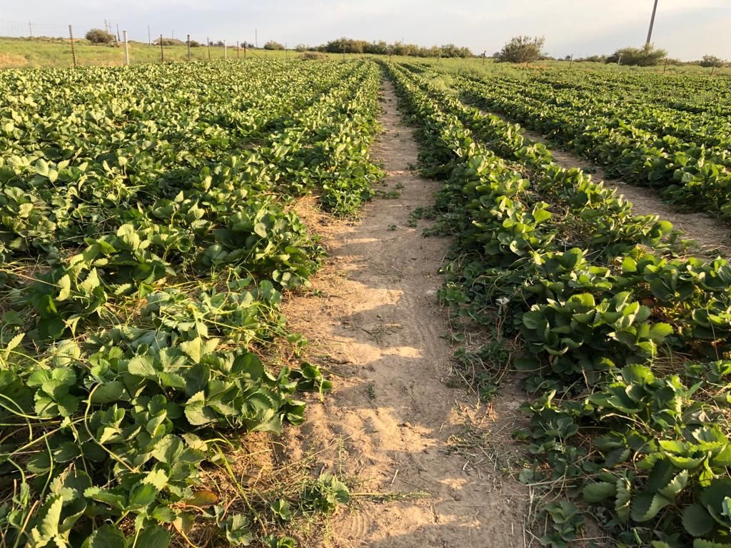 مۇنايشىنىڭ قۇلپىنايى