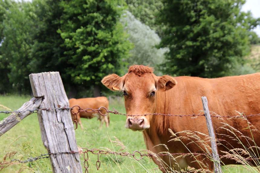 جايىلىم تاپشىلىعى: زاڭ الدىندا ءبارى تەڭ