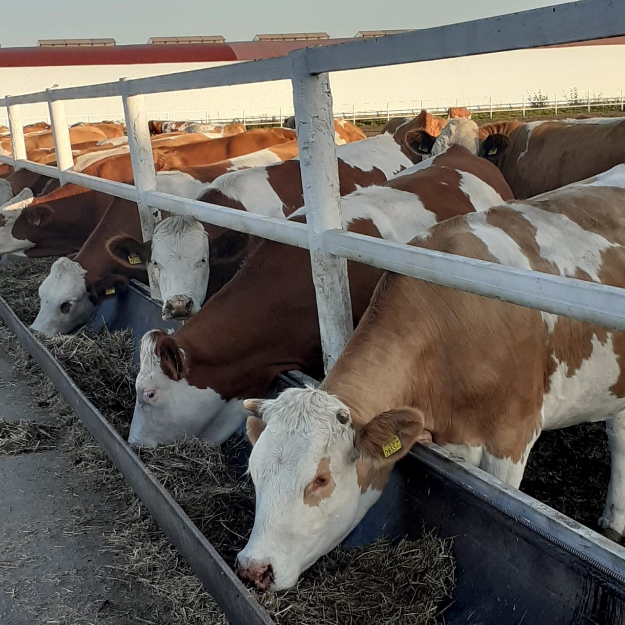 ازاماتىنا قاراپ, اۋىلىن تانى