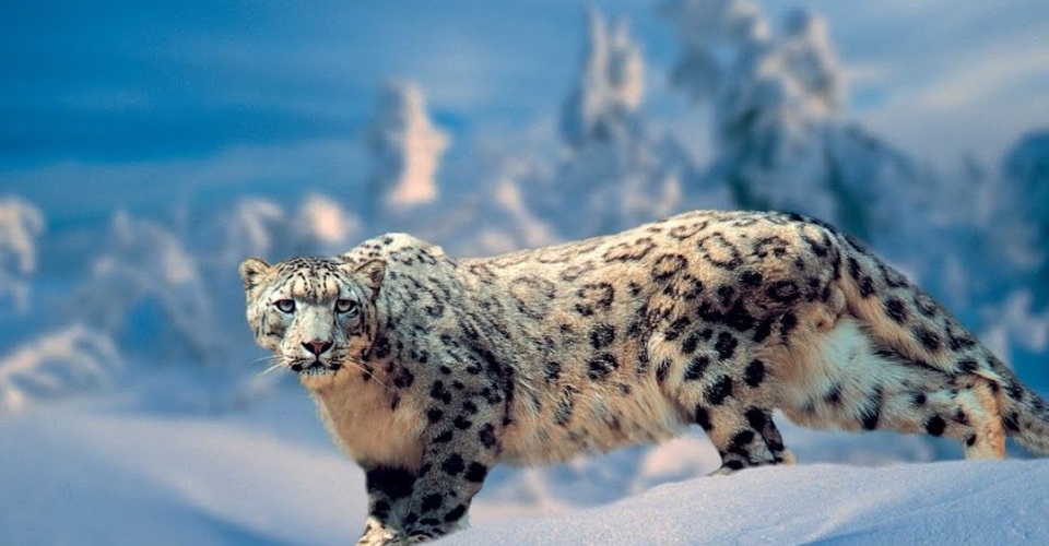 ىلە الاتاۋىن جايلاعان ءىلبىس