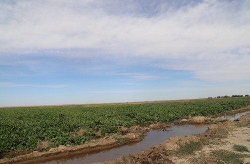 ديقاندار سۋدان تاپشىلىق كورگەن جوق