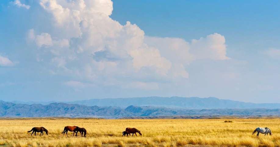 كورگەنى جاقسى كوش باستايدى