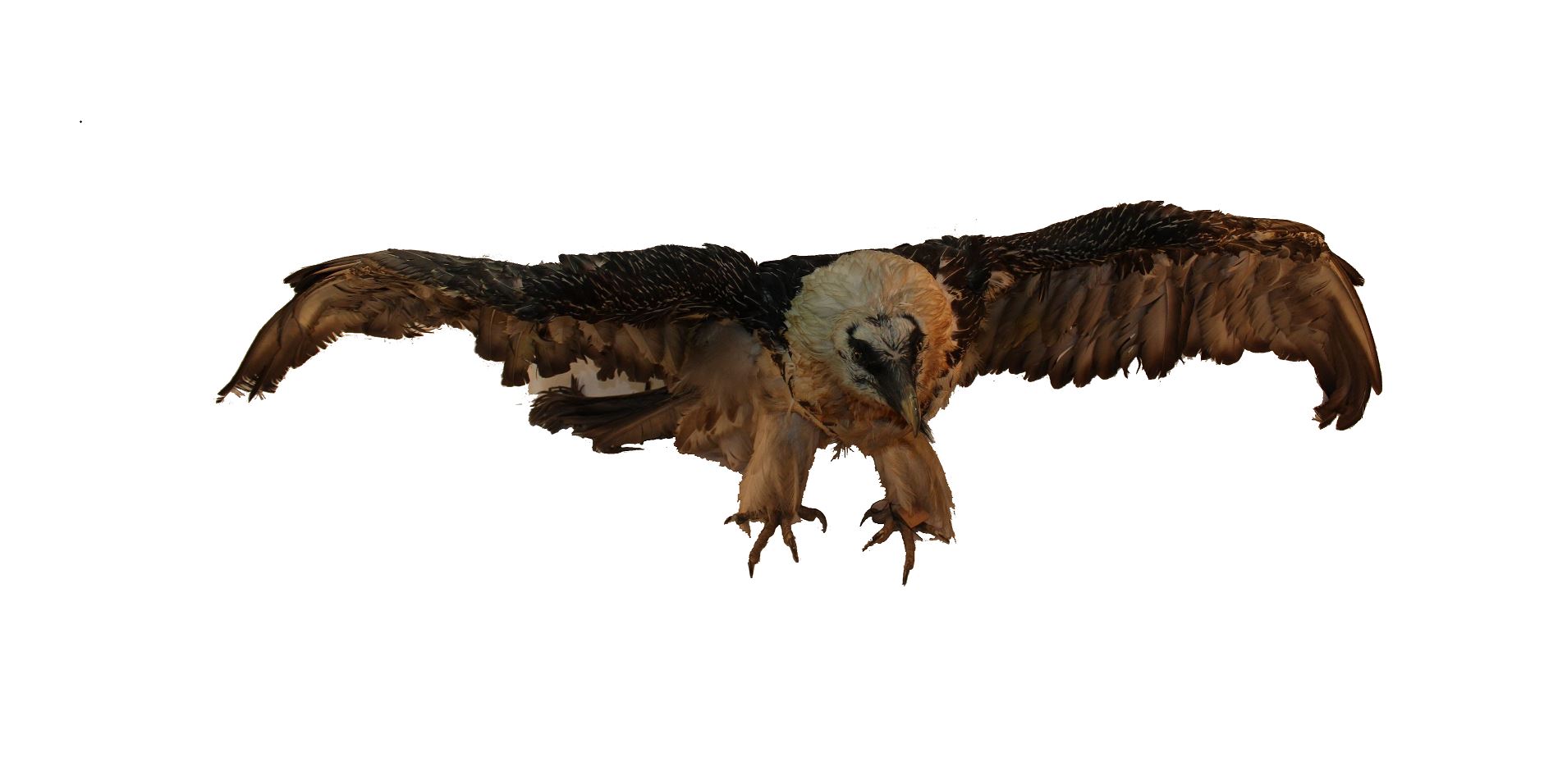 قۇماي دەيتىن ءبىر قۇس بار...