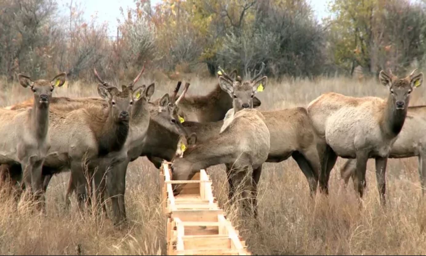 قازان اۋىلىنداعى مارال