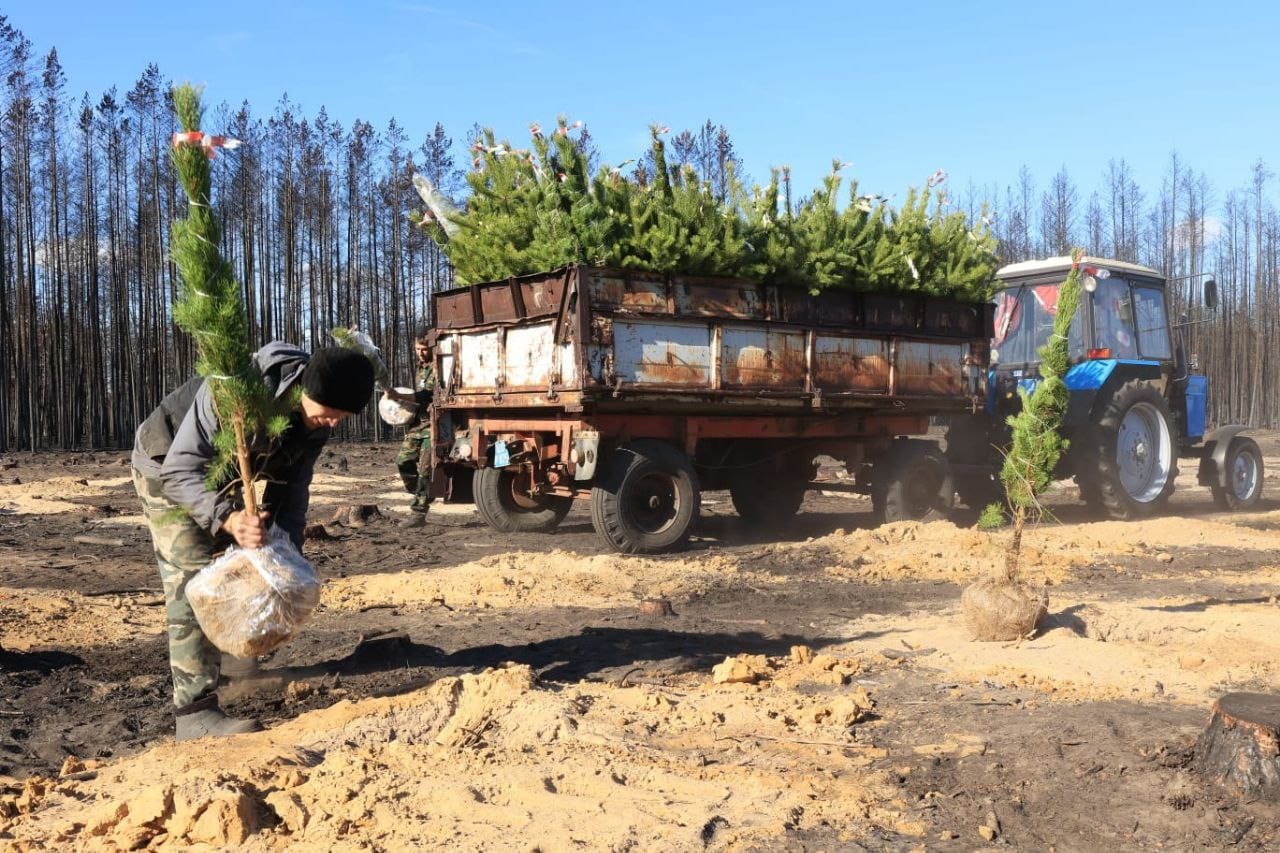 ورتەڭنەن – اعاش القابىنا