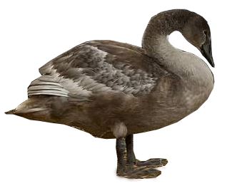 قىستاپ قالعان اققۋ