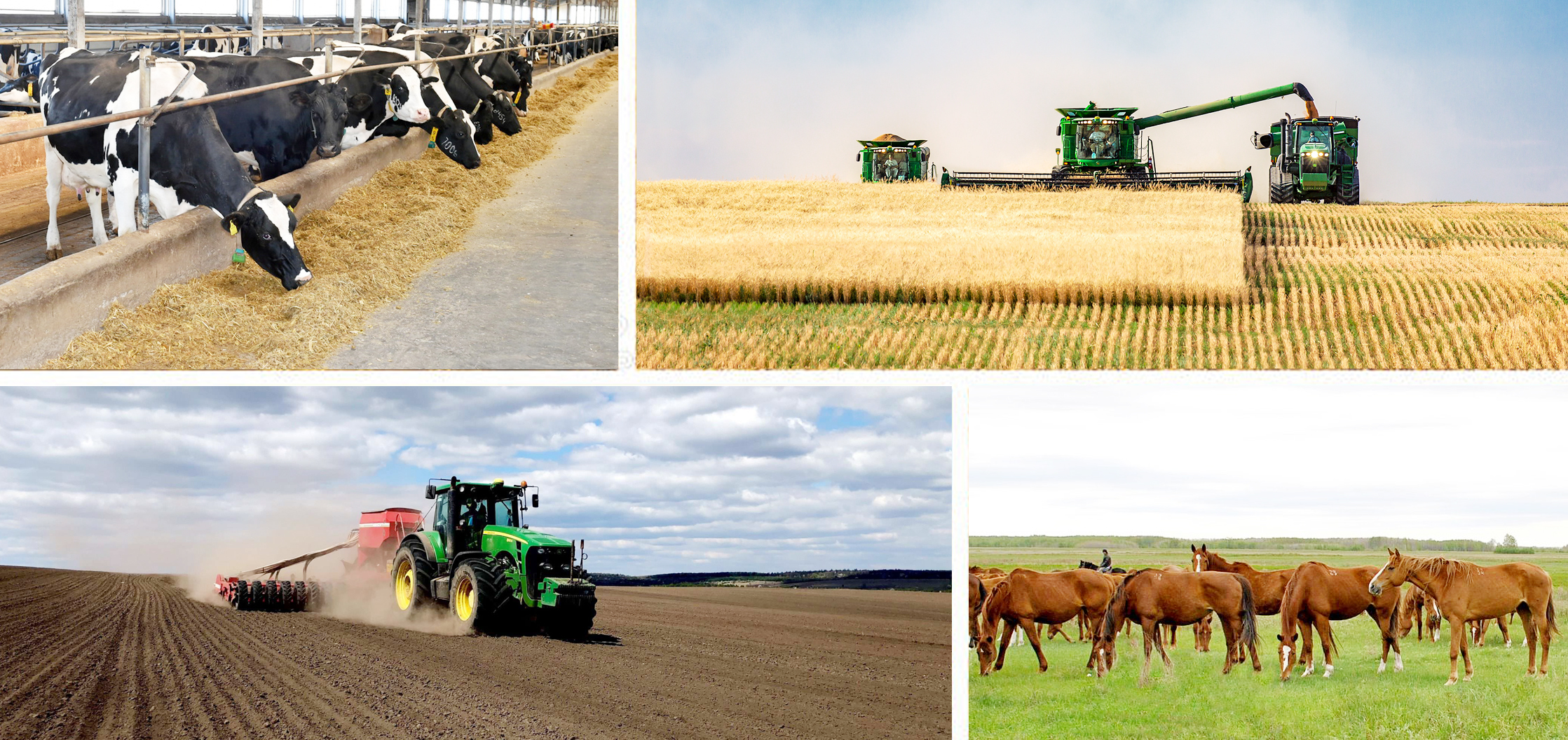 سولتۇستىك شارۋالارى باعىندىرعان بەلەس