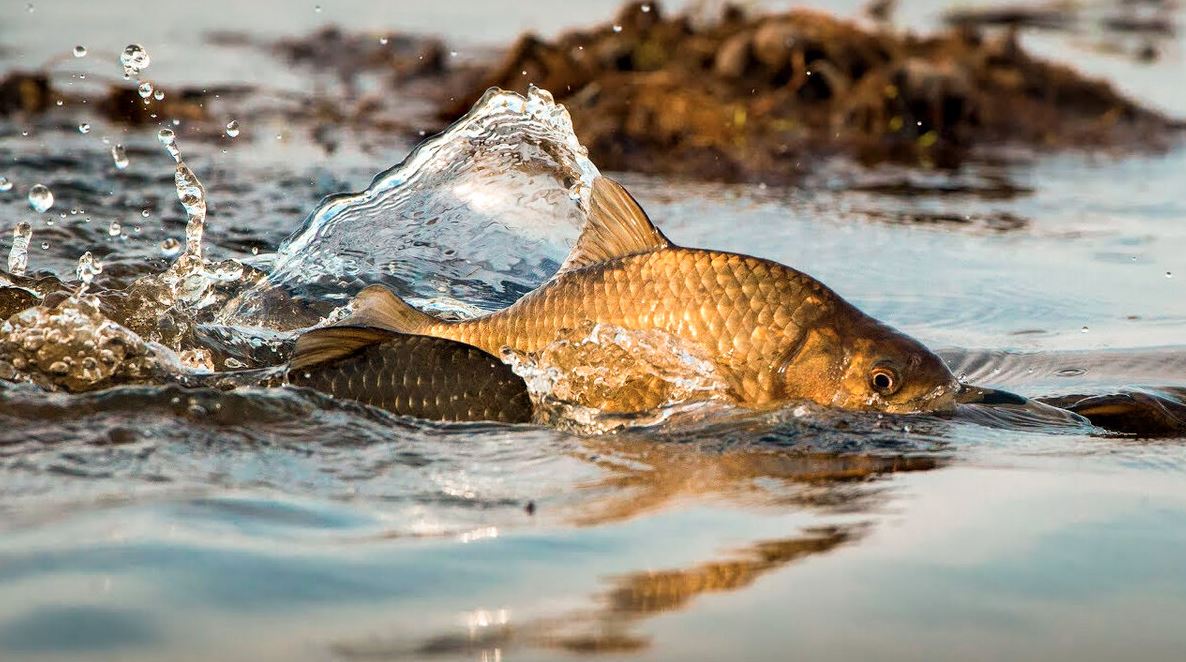 بالىققا دا باپ كەرەك