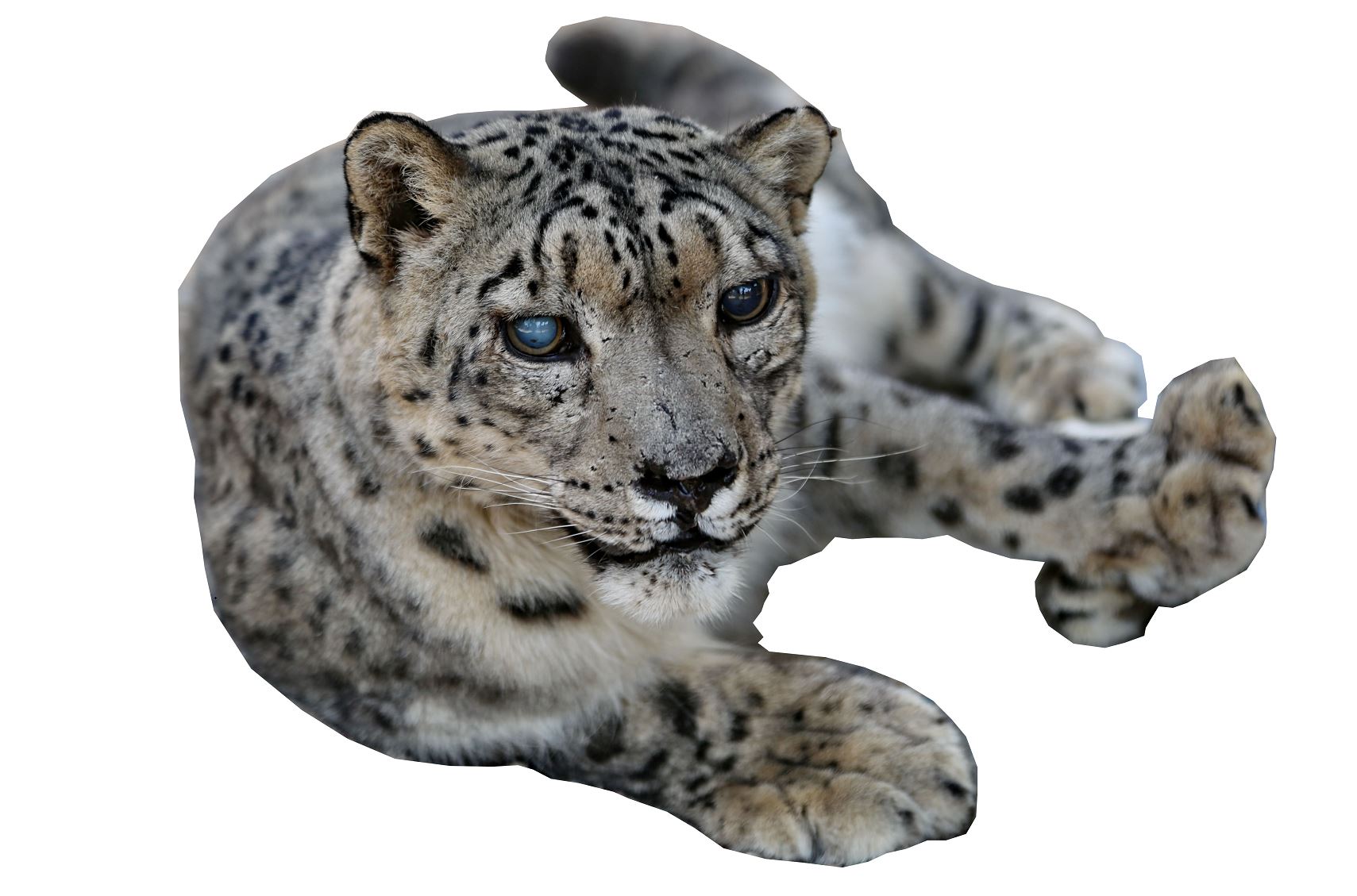 جانارسىز بارىس جاۋتەڭدەيدى نەمەسە كيەلى اڭنىڭ وبالى كىمگە؟