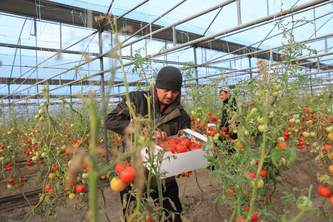 قاناتقاقتى جوبانىڭ جەمىسى