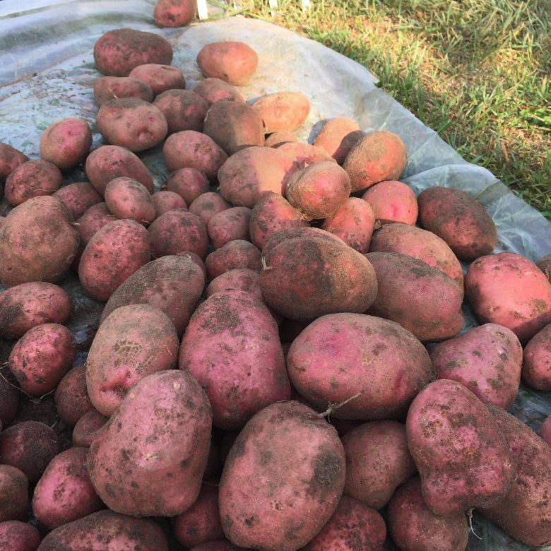 قوعالىنىڭ قىزىل كارتوبى قايدا؟