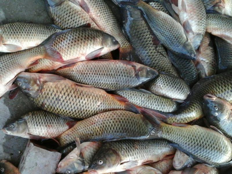 «بالىق مەكتەبى» جوباسى