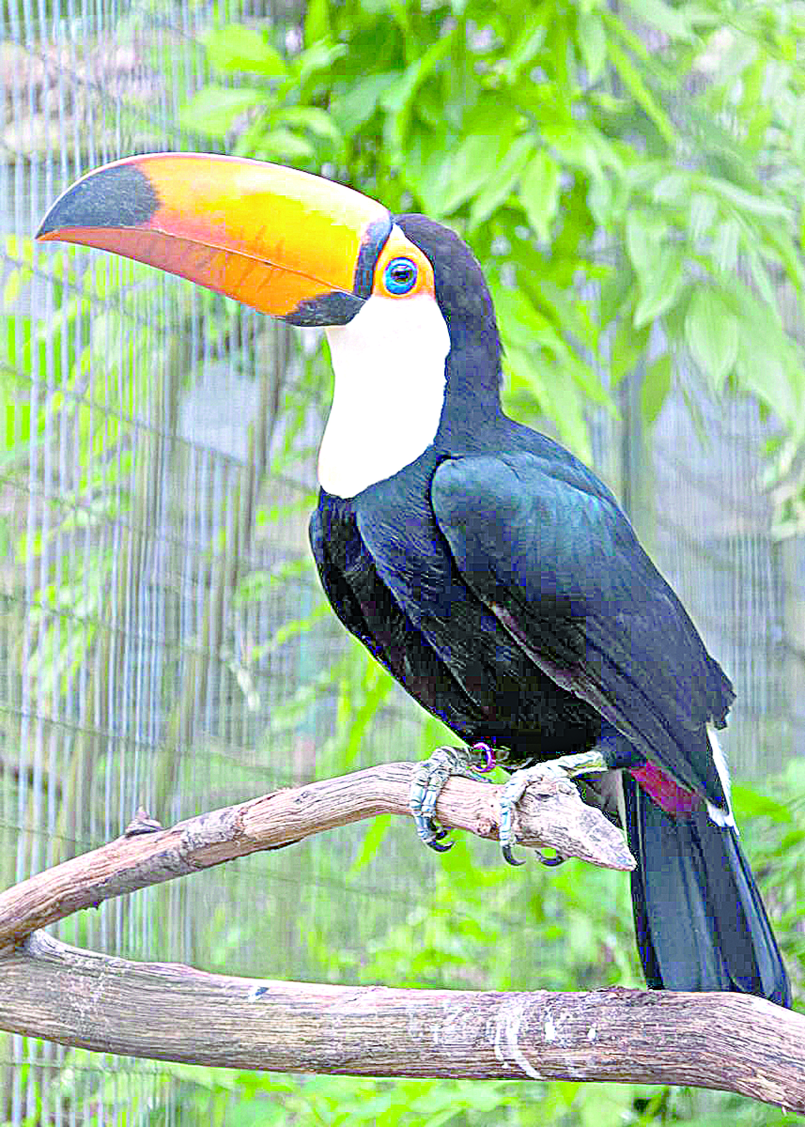 اق ءتوستى تۇقان – الماتى زووباعىنىڭ جاڭا تۇرعىنى