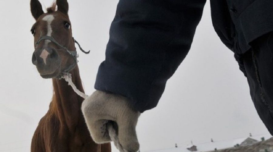 ۇقىپتىنى ۇرى الماس