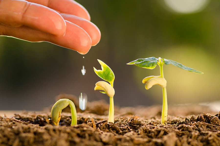 دايىندىقتىڭ دەر شاعى